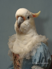 Le perroquet bleu