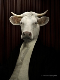 le boeuf