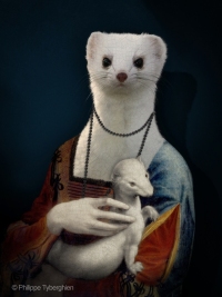 L'ermine