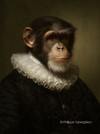 Le chimpanzée
